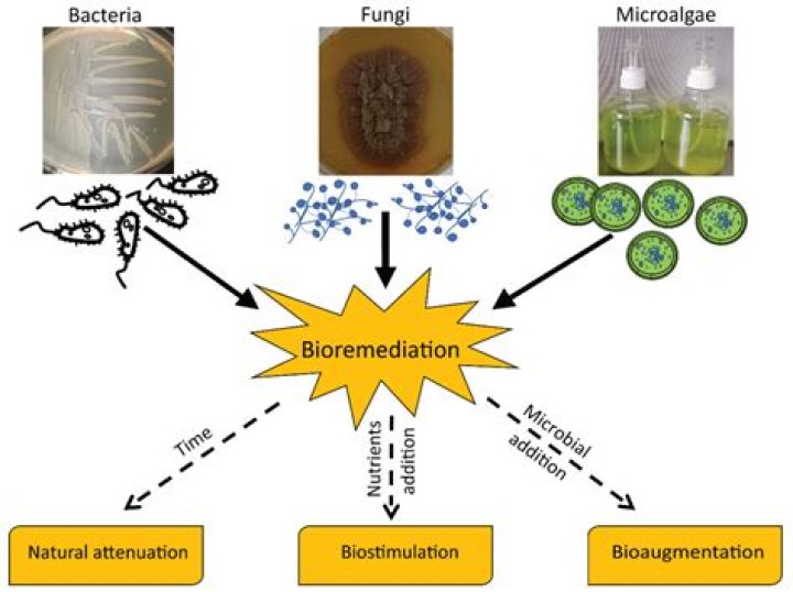 BACTERIA AND FUNGI INVOLVED IN YOGURT PRODUCTION
