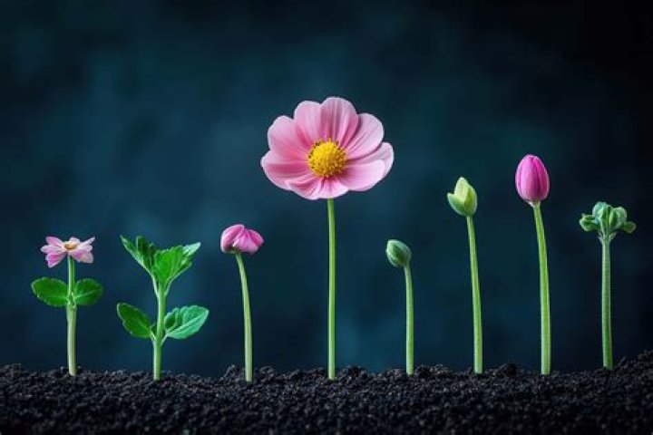           Every Flower's Season: Blooming and Fading