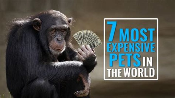 Here Are The 10 Most Expensive Pets in the World