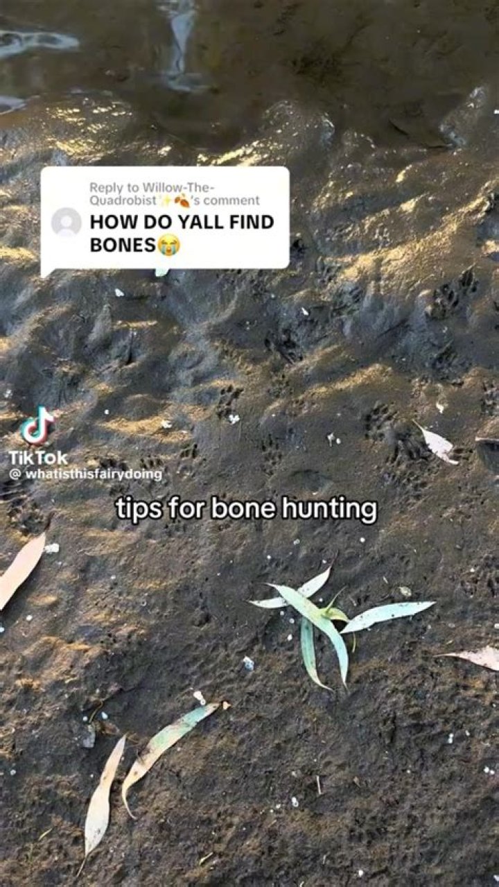 How to preserve animal bones