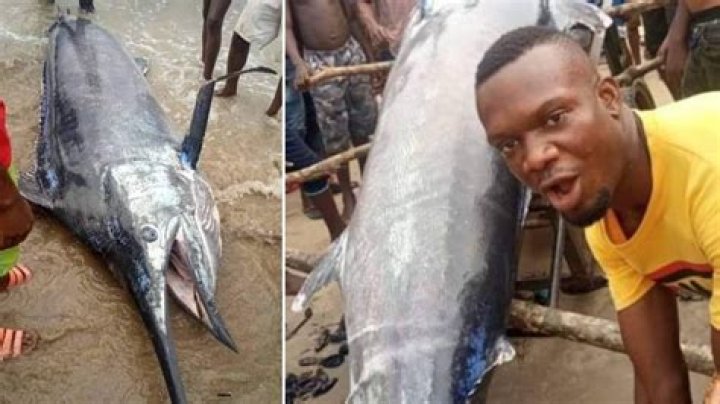 Nigerian Man Reportedly Catches A Blue Marlin Fish Which Is Worth $2.6 Million And Ate It With His Village People