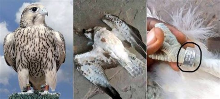 Peregrine falcon That Flew From Finland To Nigeria Killed In Delta State