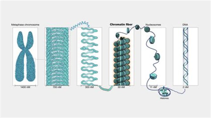 What is the Difference Between Chromatin and Chromosome
