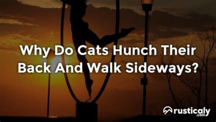 Why do cats puff up and run sideways
